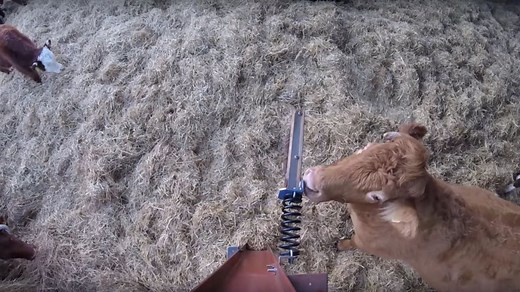 This farmer's homemade cow-scratcher brings all the cows to the yard