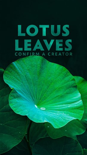 Lotus Leaves Confirm a Creator