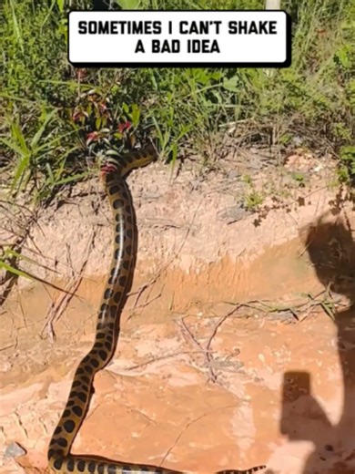 snakes have a tight turning radius 😩 🤣 #snake #noperope #snakefail #humor #fail