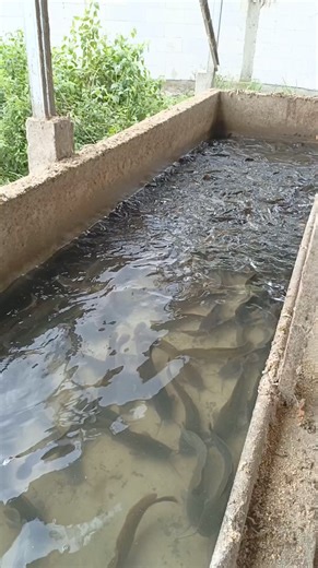 Kolam lele dilengkapi pengatur volume air yang bermanfaat untuk pemanenan dan dapat mempermudah penyesuaian ketinggian air sesuai usia ikan. #budidayaikanlele #lele #catfish #ikanlele #petanileleindonesia #lelenabuttatoa | Uphiee Jie