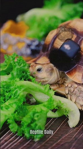 Relaxing Turtle Eating Lettuce #turtleasmr #reptileasmr #asmr