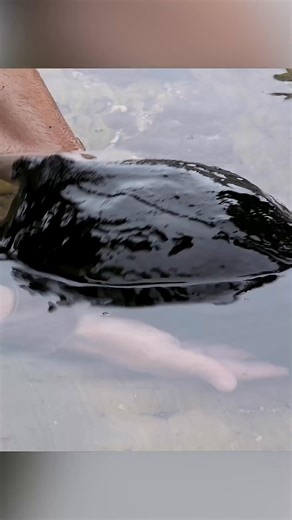 49K views · 422 reactions | They are just slimy and alien-looking! #slugs #giantanimals #slime #bravewilderness | Brave Wilderness | Facebook