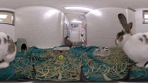 🐰 Minneapolis Animal Care and Control has more than a dozen bunnies available for adoption to the public or for transfer to our rescue partners! Check them out at http://minneapolismn.gov/animals/adopt/index.htm. | City of Minneapolis Government