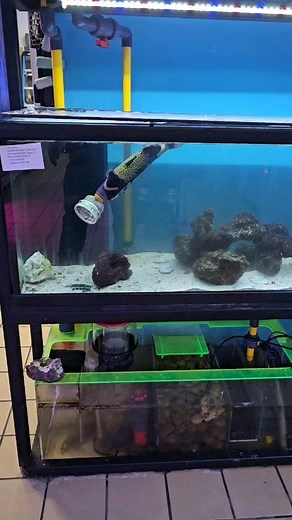 49 reactions · 8 comments | The Corner Reef on Reels | Facebook