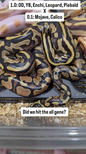 The reel is wrong. The female was Mojave, Calico, Het Pied | Matt Dillahunty