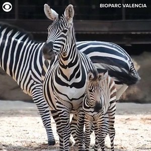 3.5K views · 184 reactions | TOO CUTE: This baby zebra was born on Tuesday at Bioparc Valencia in Spain. It's first colt born there this breeding season. | More fun stuff: https://cbsloc.al/2vdQsHQ | CBS New York | Facebook