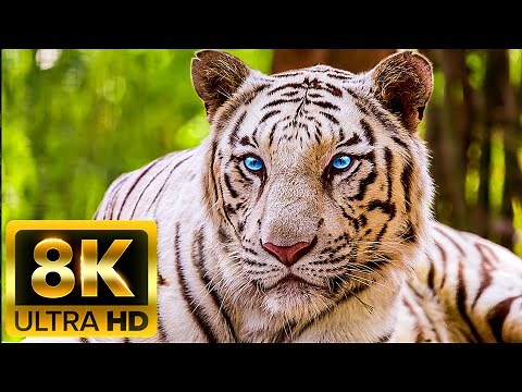 THE ABSOLUTE JOURNEY - 8K (60FPS) ULTRA HD - With Nature Sounds (Colorfully Dynamic)