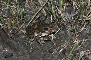 Toads and Frogs in Oklahoma -