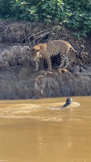 Jaguar vs Otter: Nature's Fierce Predator Showdown