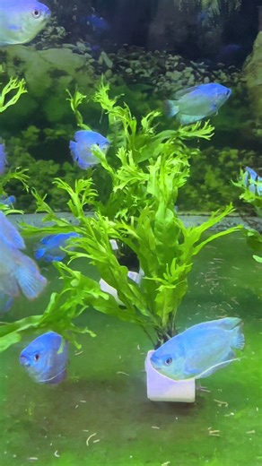 Java Fern Windelov အပင်လေးတွေ 🥰🥰🥰 Healthy fish,gentle care only No harm,just proper care & love #သတ္တဝါများစွာဘေးရန်ကွာချမ်းသာကြပါစေ #အလှမွေးငါးချစ်သူများ #fishlover #plantedaquarium #plantedtank