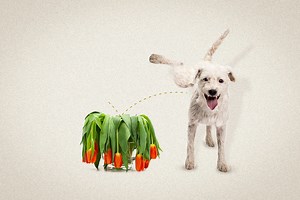 Is Dog Pee Really So Bad for Plants?