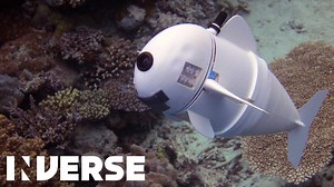 This MIT-Made Robot Fish Will Change How We Study the World's Coral Reefs http://inv.rs/cH4E | Inverse