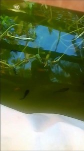 my full setup 💯😊#aquarium #fish #fishtank