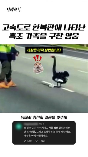 고속도로 한복판에 나타난 흑조 가족을 구한 영웅