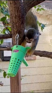 Considered to be the cleverest monkeys due to having the largest brain to body mass ratio size out of all primates. It is twice the proportion of a humans. They are omnivorous creatures meaning their diet can span from fruits and flowers to insects and bird eggs. They don’t have prehensile tails, meaning they can’t grab onto things with them such as branches like other monkeys but are very useful to keep their balance instead. *Considerados los monos más inteligentes por tener la mayor proporció