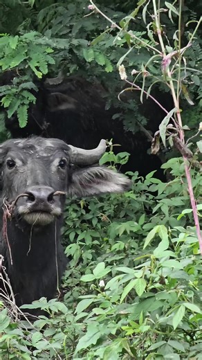 คุณสมบัติครบถ้วนของชีวิตบ้านนา