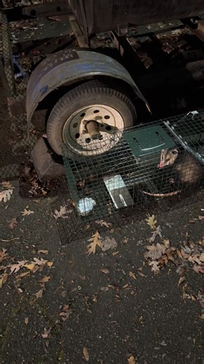 Pops gonna make some possum soup. Look out! | Marshall Williams