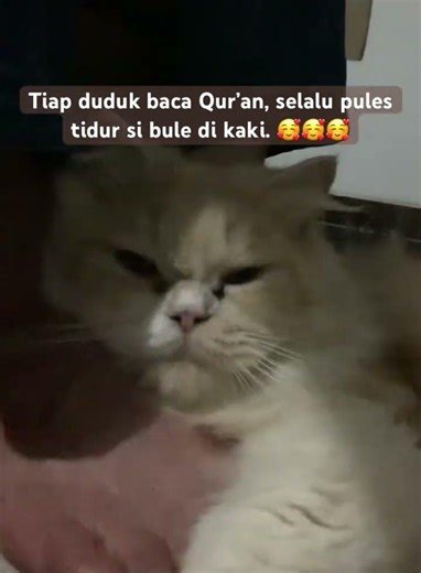 Kaki adalh bantal paling mewah buat si Bule #cat #kitten