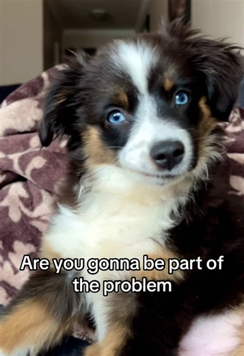 Mini Aussie: Attention-Seeking Behavior Explained