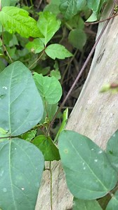 11 reactions | Baby green anole (Anolis carolinensis) | Critters Of The World & Southern Outdoor Education | Facebook
