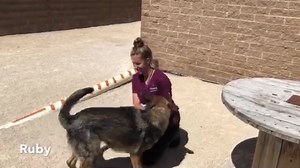 9.9K views · 181 reactions | We are full of great adoptable dogs. Feel sorry for these dogs? Adopt, spay/neuter, and license your pets! Learn more about Animal Services: https://www.winnipeg.ca/cms/animal/ | Winnipeg Animal Services | Facebook