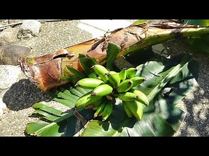愛知県でバナナに挑戦！ ドワーフモンキーバナナの収穫と親株の切除 Harvesting bananas in pots