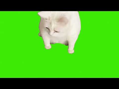 White Cat Throwing Up Meme | Green Screen HD