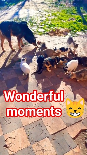 Fun and wonderful moments with cats #animals #cat #catlife #kitten #cute #cats #pets #cutecat #funny