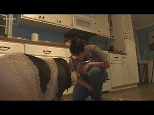 Fort Mill woman fights to keep pet pot-belly pig that violates town ordinance