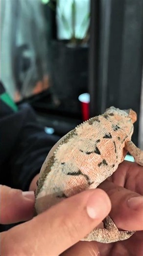 What nobody tells you about caring for a female chameleon #chameleons #chameleon #ambilobepanther...