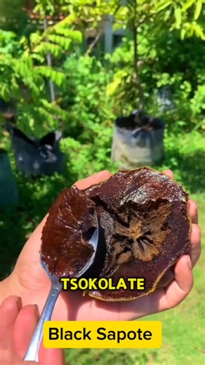 1.6M views · 19K reactions | Black Sapote, also known as "chocolate...