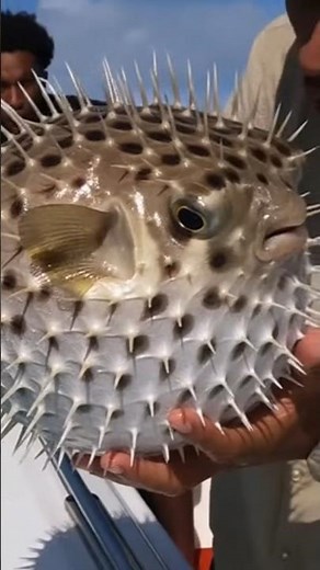 He Caught a Fish with His Bare Hands… Then It Transformed Into a Pufferfish! 😂
