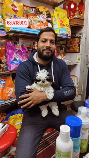 Anupam Dog Kennel and pet shop on Instagram: "#anupampetshop #shitzulovers puppies available call 6307189171 Delivery available all India safe and secure The Shih Tzu (UK: /ˌʃiːˈtsuː/, US: /ˈʃiːtsuː/)[1] is a toy dog or pet dog breed originating from Tibet and believed to be bred from the Pekingese and the Lhasa Apso. Shih Tzu A Shih Tzu in full show coat Other names Chrysanthemum Dog Origin Tibet Traits Height Males 20–28 centimetres (7.9–11.0 in) Females 20–28 centimetres (7.9–11.0 in) Weight