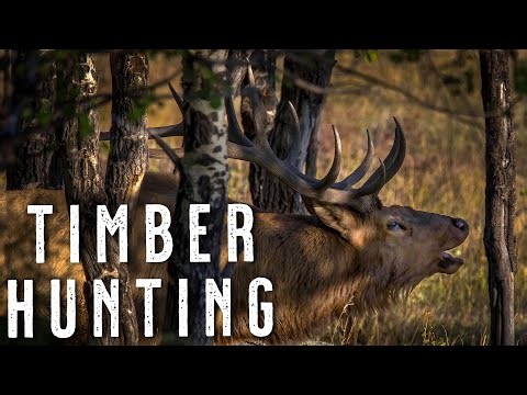 How to Hunt Elk in Thick Timber | Elk Hunting Tips for Close-Quarters Bulls