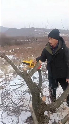 What is the best saw for pruning fruit trees