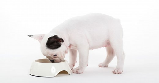 Can Dogs Eat Garbanzo Beans?