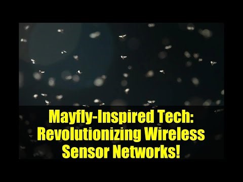 Mayfly-Inspired Tech: Revolutionizing Wireless Sensor Networks!