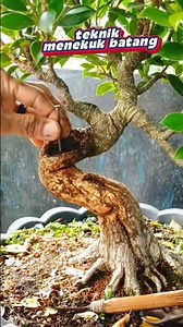 Tutorial on how to bend a bonsai trunk #bonsai #inspiration #bonsaitree