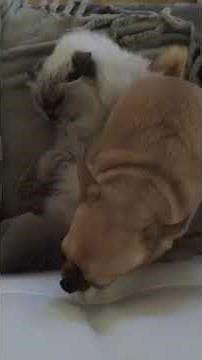 Un chien et un chat s'accouple