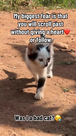 1.7K views · 201 reactions | You a kind person who press all buttons and donate even if $10 so we will afford food at our shelter. | Josh Katuramu | Facebook