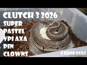 CLUTCH 3 2026 -SUPER PASTEL VPI AXANTHIC PINSTRIPE CLOWNS - 8 GOOD EGGS