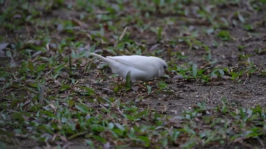 26K views · 1.7K reactions | Rare Albino house sparrow (Passer domesticus) In one of a million. | BIRDS & Nature | Facebook
