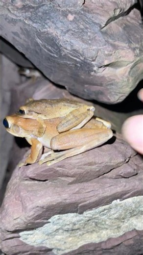 Funny Tree Frog 🐸😄
