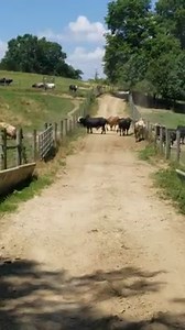 Davis Rodeo Ranch Archdale NC Total Feeds, Inc. Wrangler Priefert Rodeo & Ranch Equipment Pulse Equine | Jerome Davis