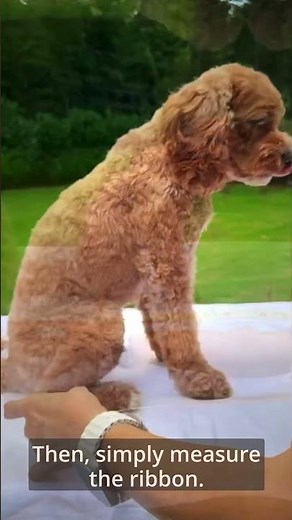 How to Measure Your Puppy or Dog For a Step-In, No Pull Harness Video