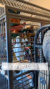 37K views · 6.7K reactions | Sitting in my Blue Sister’s cage while I tease my Grey sister! 狼 Coco has all the moves! | Lucky Lou and Coco Too | Facebook