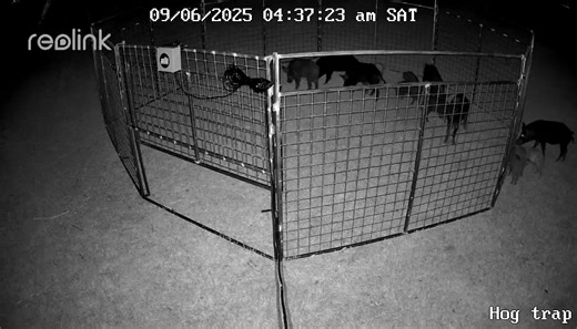 🐗💥 Pig season is rolling in fast… and the hogs are already rooting, tearing, and destroying land all across the South. Don’t let them win on YOUR property. With a Hog Brothers Trap, you’ve got: 🔒 Panels that NEVER bust open (tested on the meanest boars). 📲 A smart camera system that lets you drop the gate right from your phone. 🛠️ Heavy-duty steel, built to last a lifetime, backed by a 5-year warranty. 🤫 Quiet, clean, and effective removal. This isn’t just a trap – it’s the solution to the
