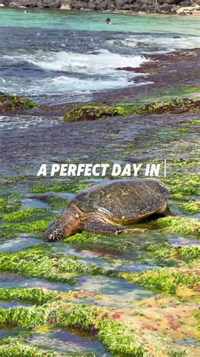 Vlogs are so back #hawaiitravel #oahuhawaii #traveltiktok #travelvlog #hawaiilife