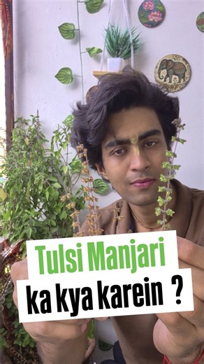 Paawan Sharma on Instagram: "Tulsi ki manjari ka kya karein ❓️ Remove manjari, offer it to Krishna. Wrap it in red cloth, keep it in kitchen locker/temple. Use dried manjari for Tulsi plantation. Tulsi care routine🪷✨️ Tulsi seva steps #explorepage #reelsinstagram #explore #krishna #radha"