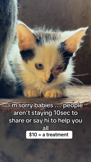 10$ =a meal at least a follow #catreels #MeowMagic #catsofinstagram #caturday #kittylove #catlovers #FluffyFriends #purrfection #facebook #cutecats | Akim Home